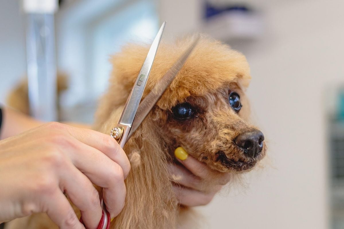 Cachorro sendo cuidado durante a tosa dos pelos