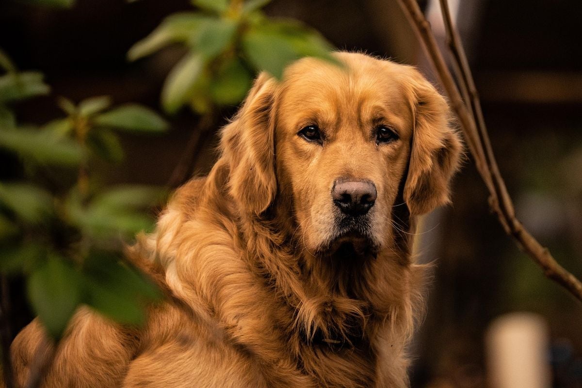 Cachorro golden retriever deitado em casa, com pelos que soltam e exigem aspiração frequente