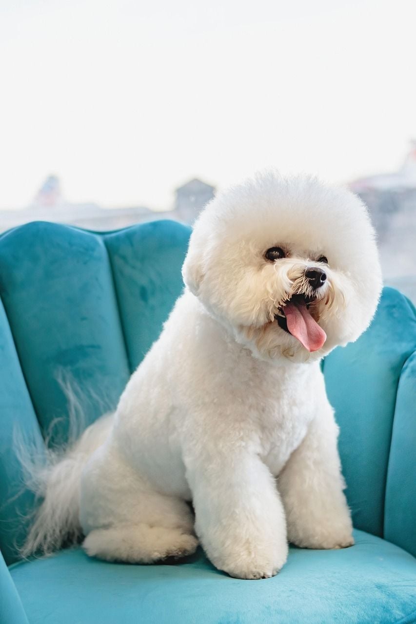 Cão de pelo branco sentado em sofá azul, com pelos soltos ao redor