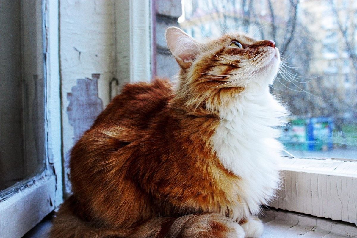 Gato de pelo longo alaranjado sentado na janela de casa
